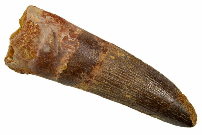 Fossil Spinosaurus Tooth - Real Dinosaur Tooth #324820